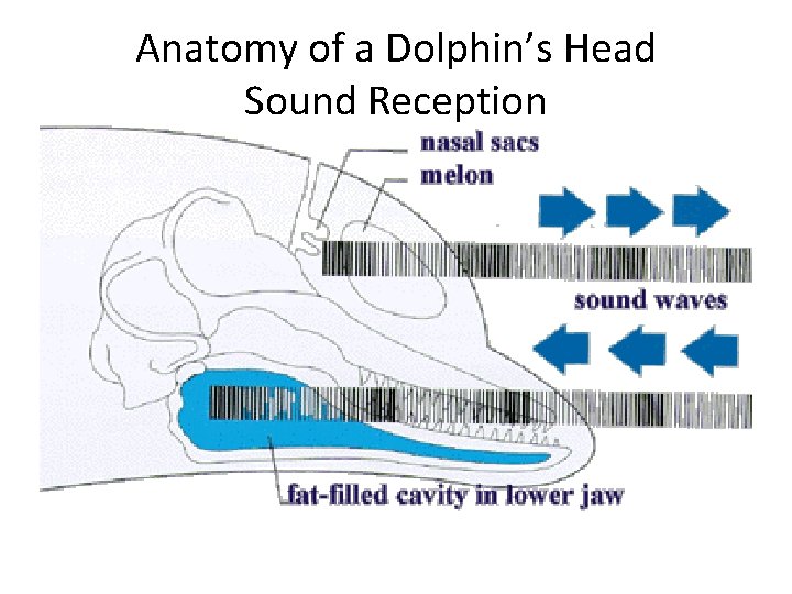 Anatomy of a Dolphin’s Head Sound Reception 