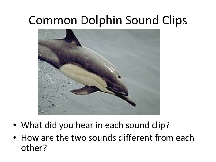 Common Dolphin Sound Clips • What did you hear in each sound clip? •