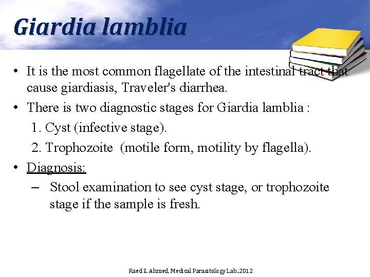 Giardia lamblia • It is the most common flagellate of the intestinal tract that