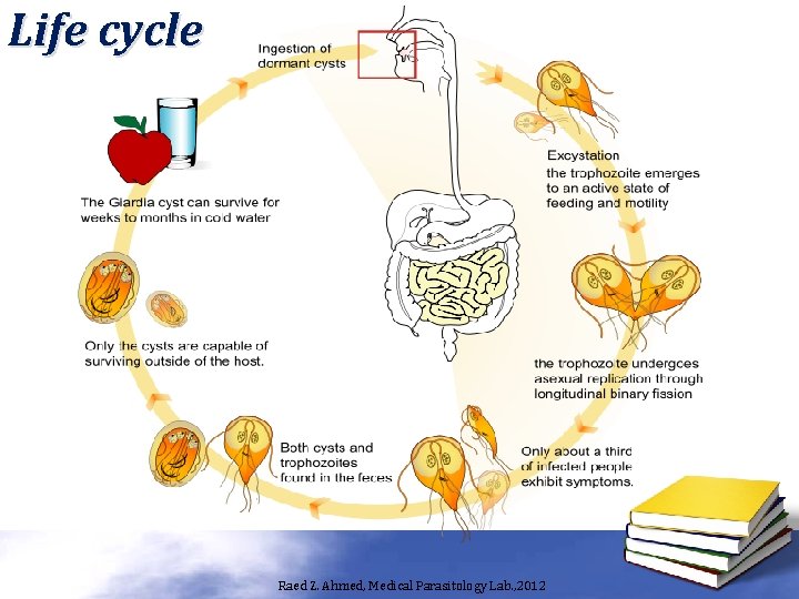 Life cycle Raed Z. Ahmed, Medical Parasitology Lab. , 2012 