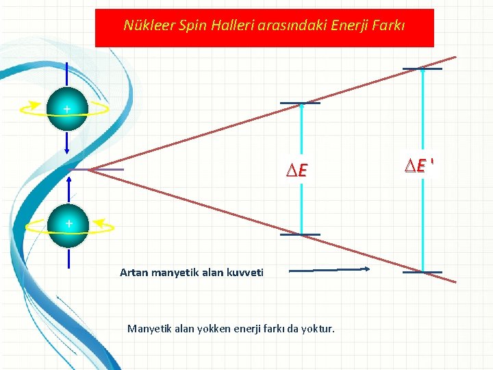 Nükleer Spin Halleri arasındaki Enerji Farkı + E + Artan manyetik alan kuvveti Manyetik