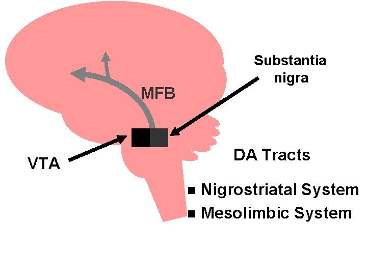 Substantia nigra MFB DA Tracts VTA Nigrostriatal System n Mesolimbic System n Substantia nigra MFB DA Tracts VTA Nigrostriatal System n Mesolimbic System n