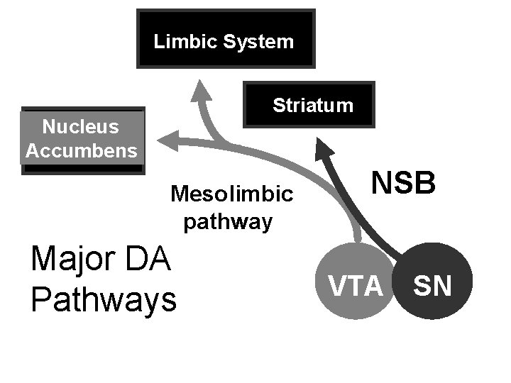 Limbic System Striatum Nucleus Accumbens Mesolimbic pathway Major DA Pathways NSB VTA SN Limbic System Striatum Nucleus Accumbens Mesolimbic pathway Major DA Pathways NSB VTA SN