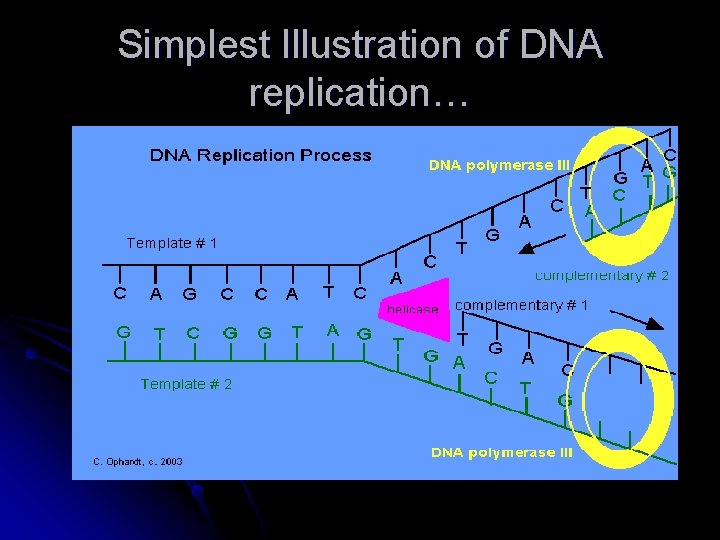 Simplest Illustration of DNA replication… 