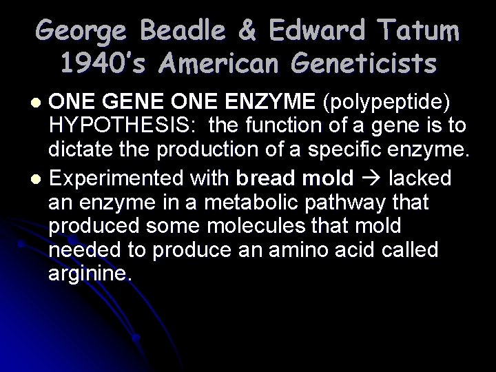 George Beadle & Edward Tatum 1940’s American Geneticists ONE GENE ONE ENZYME (polypeptide) HYPOTHESIS: