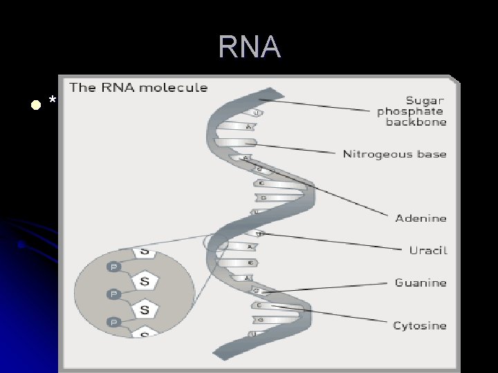 RNA l * 