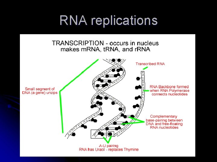 RNA replications 