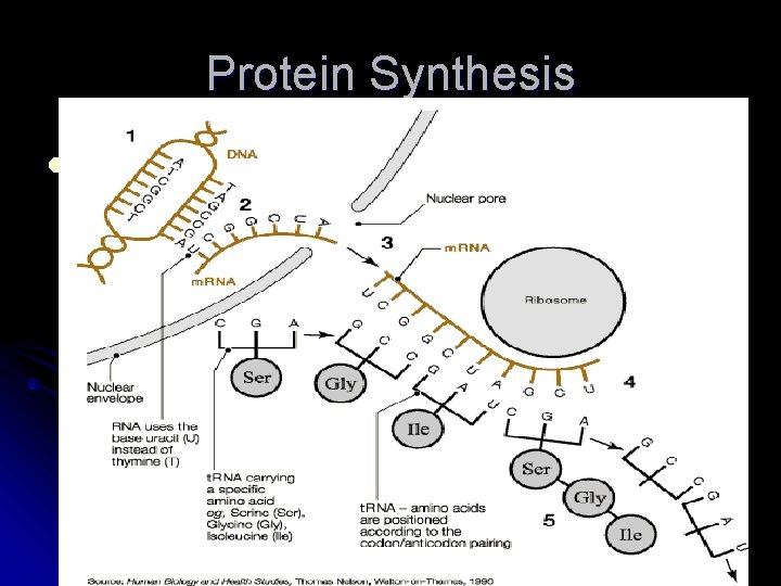 Protein Synthesis l * 