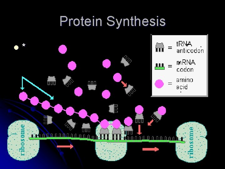 Protein Synthesis l * 
