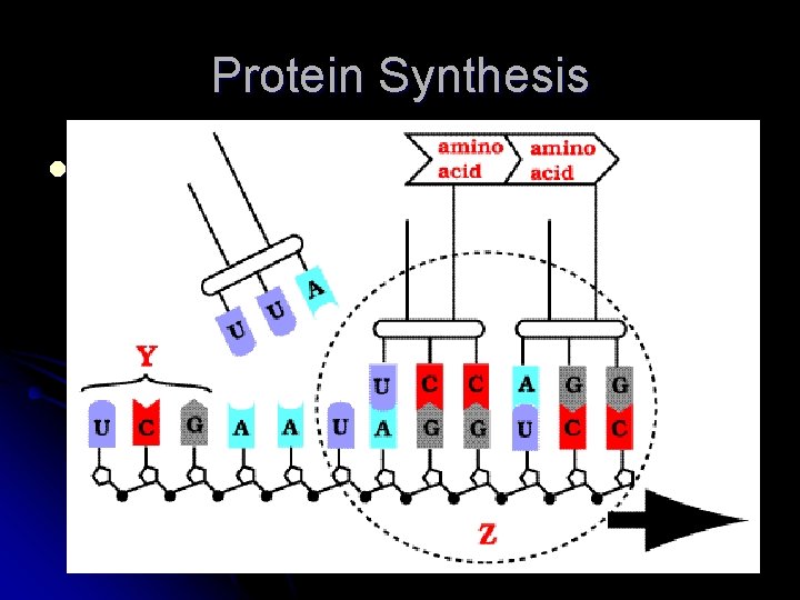 Protein Synthesis l ! 