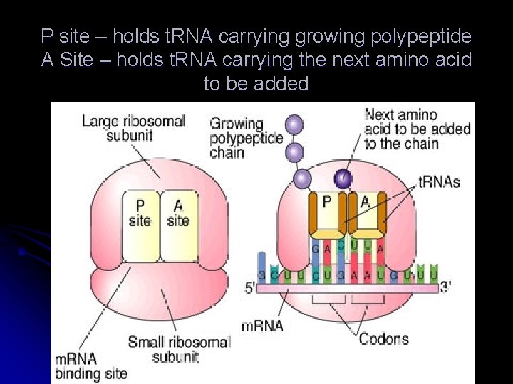 P site – holds t. RNA carrying growing polypeptide A Site – holds t.