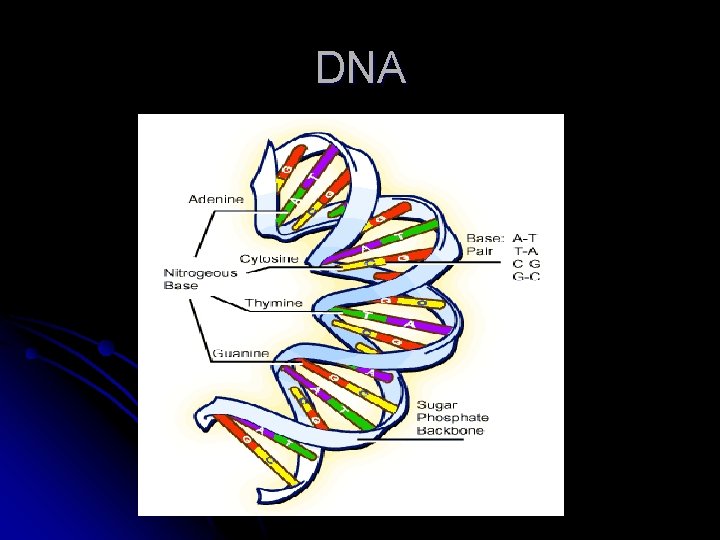 DNA 