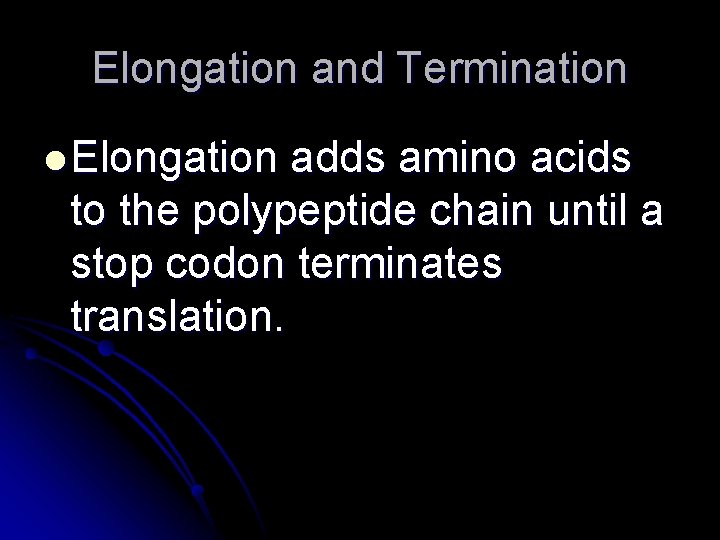 Elongation and Termination l Elongation adds amino acids to the polypeptide chain until a