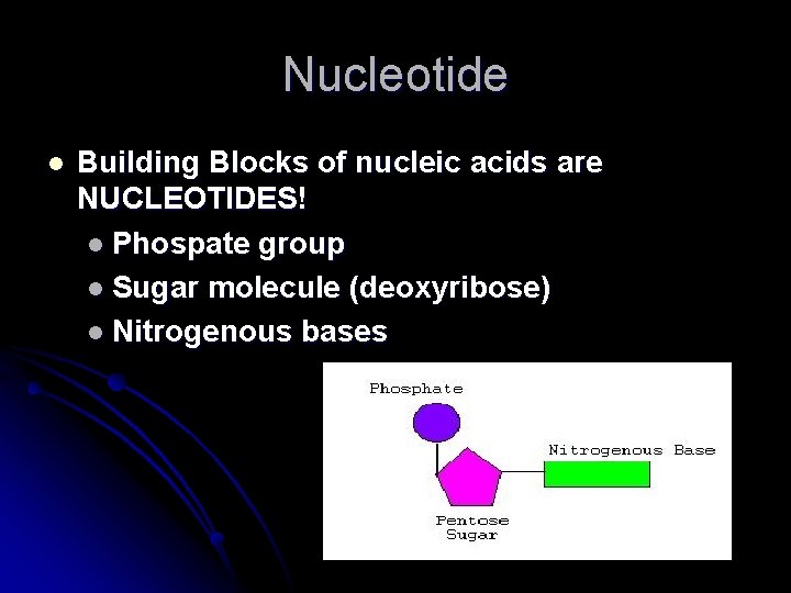 Nucleotide l Building Blocks of nucleic acids are NUCLEOTIDES! l Phospate group l Sugar