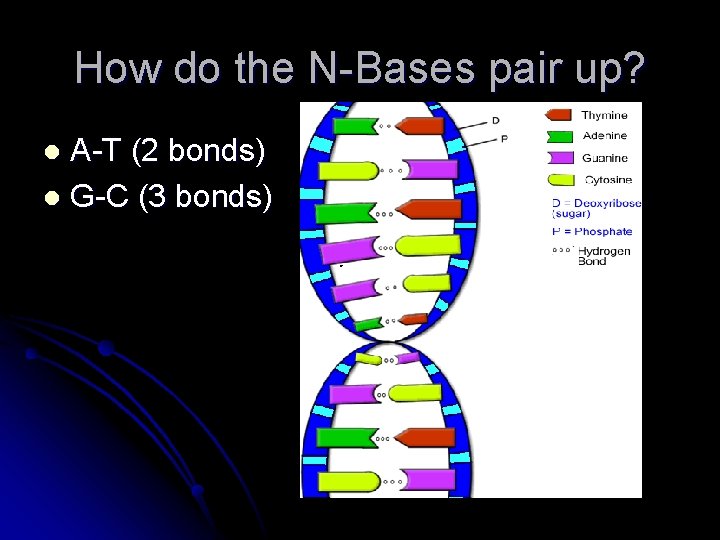 How do the N-Bases pair up? A-T (2 bonds) l G-C (3 bonds) l