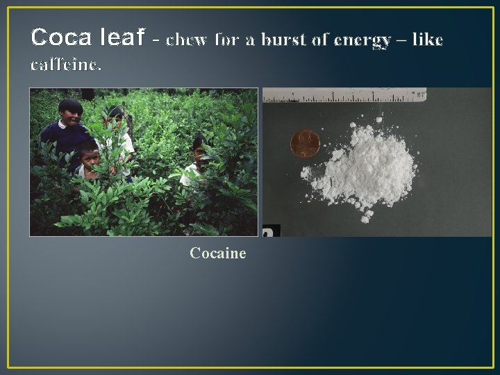 Coca leaf - chew for a burst of energy – like caffeine. Cocaine 