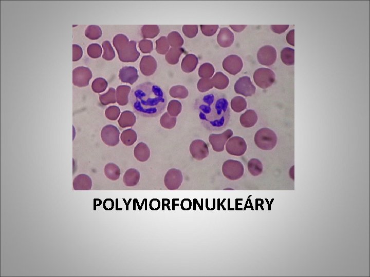 POLYMORFONUKLEÁRY POLYMORFONUKLEÁRY