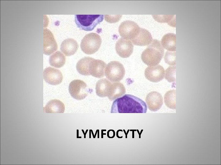 LYMFOCYTY LYMFOCYTY