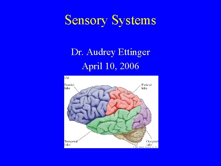 Sensory Systems Dr. Audrey Ettinger April 10, 2006 