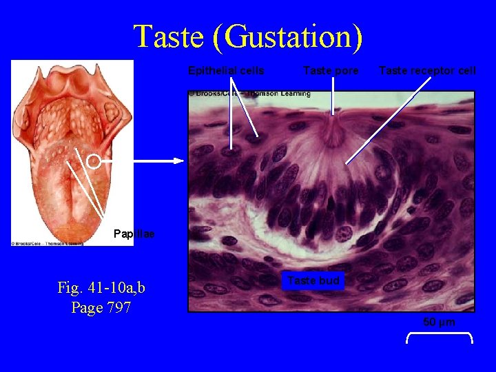 Taste (Gustation) Epithelial cells Taste pore Taste receptor cell Papillae Fig. 41 -10 a,