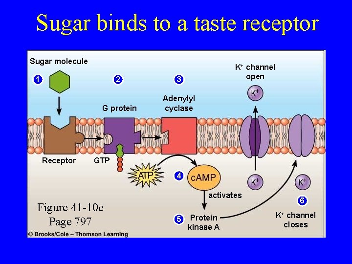 Sugar binds to a taste receptor Sugar molecule 1 Receptor K+ channel open 2