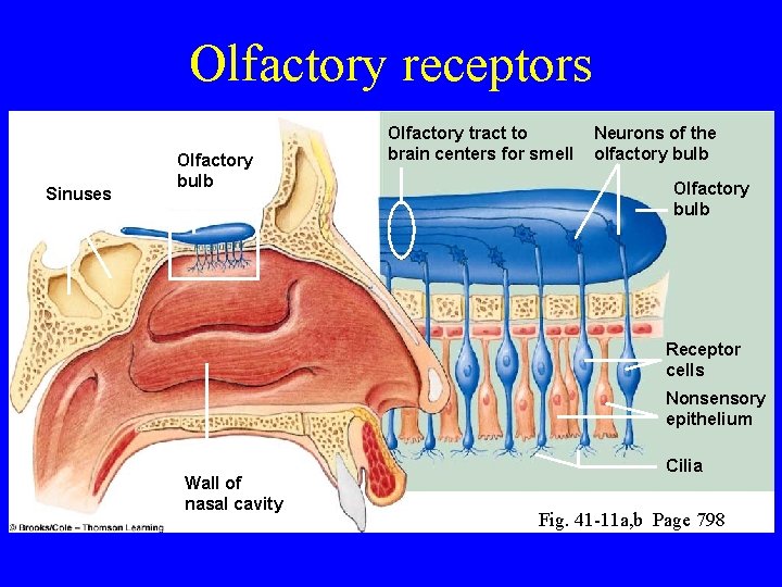 Olfactory receptors Sinuses Olfactory bulb Olfactory tract to brain centers for smell Neurons of