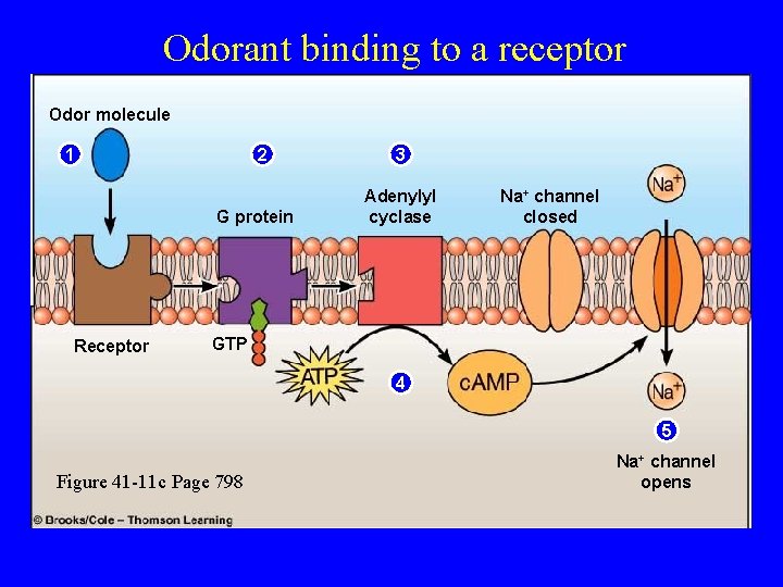 Odorant binding to a receptor Odor molecule 1 2 G protein Receptor 3 Adenylyl