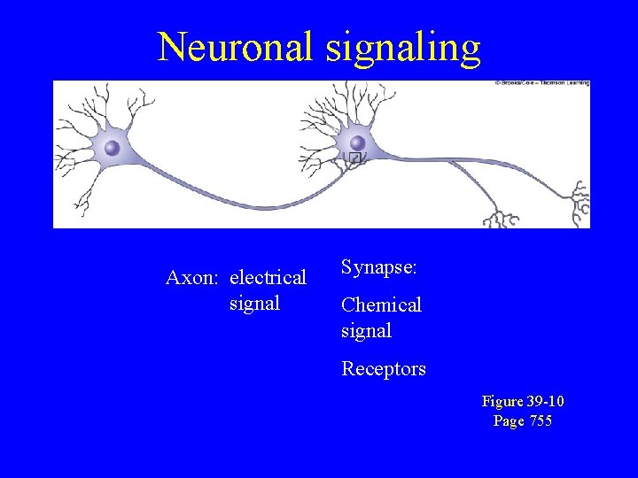 Neuronal signaling Axon: electrical signal Synapse: Chemical signal Receptors Figure 39 -10 Page 755