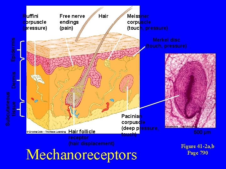 Ruffini corpuscle (pressure) Free nerve endings (pain) Hair Meissner corpuscle (touch, pressure) Subcutaneous tissue