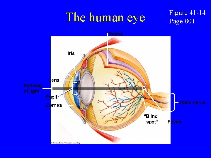 The human eye Figure 41 -14 Page 801 Retina Iris Lens Pathway of light