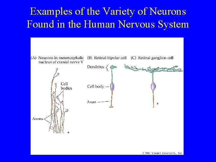 Examples of the Variety of Neurons Found in the Human Nervous System 