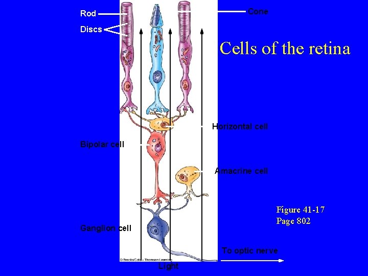 Cone Rod Discs Cells of the retina Horizontal cell Bipolar cell Amacrine cell Figure