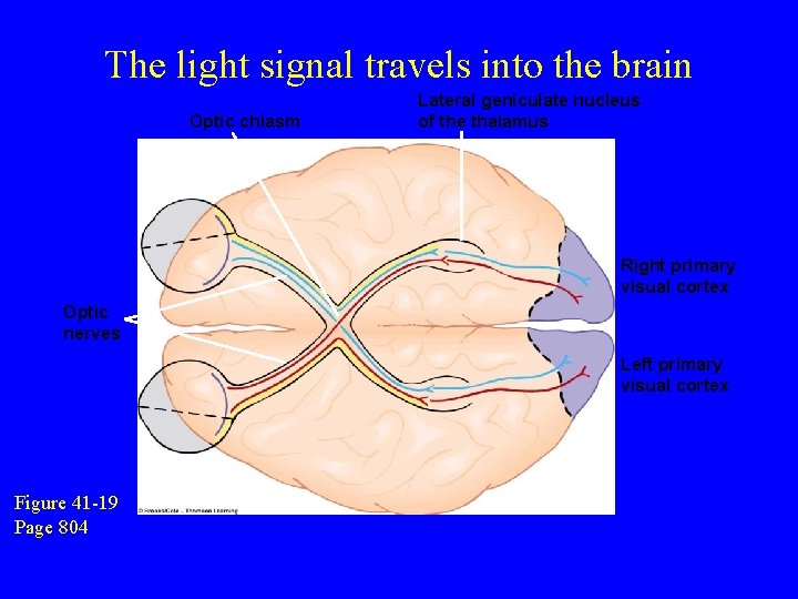 The light signal travels into the brain Optic chiasm Lateral geniculate nucleus of the
