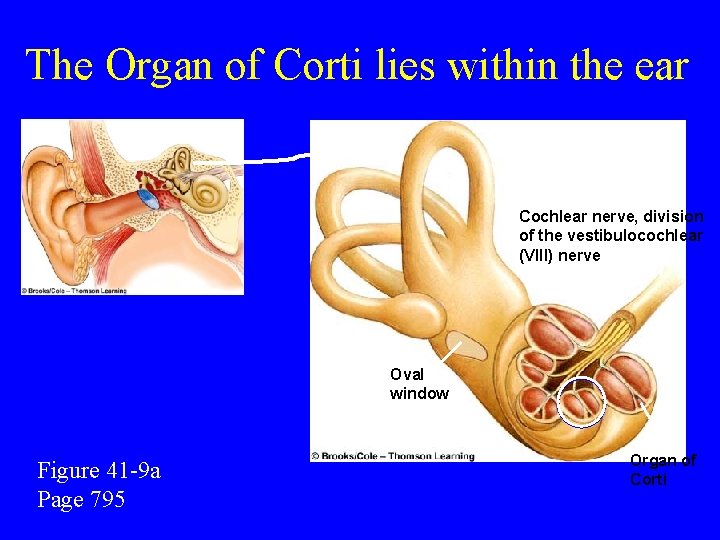 The Organ of Corti lies within the ear Cochlear nerve, division of the vestibulocochlear