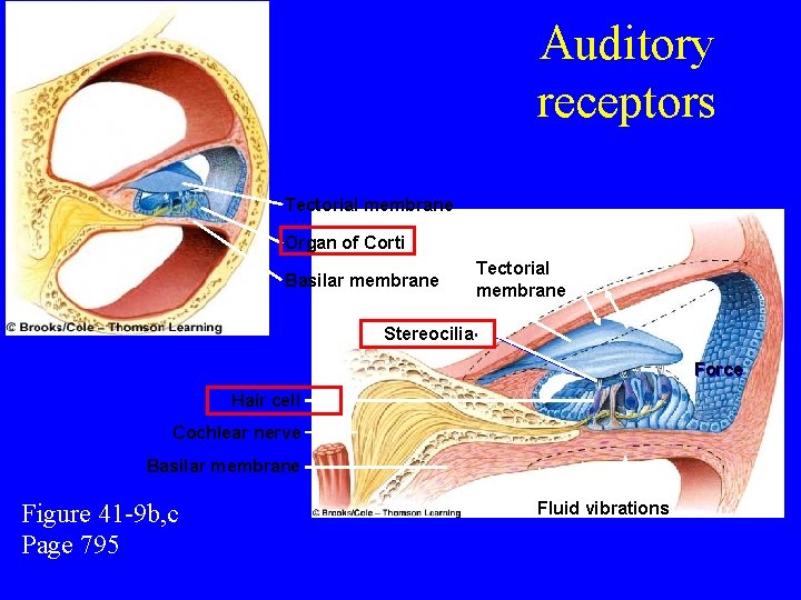 Auditory receptors Tectorial membrane Organ of Corti Basilar membrane Tectorial membrane Stereocilia Force Hair