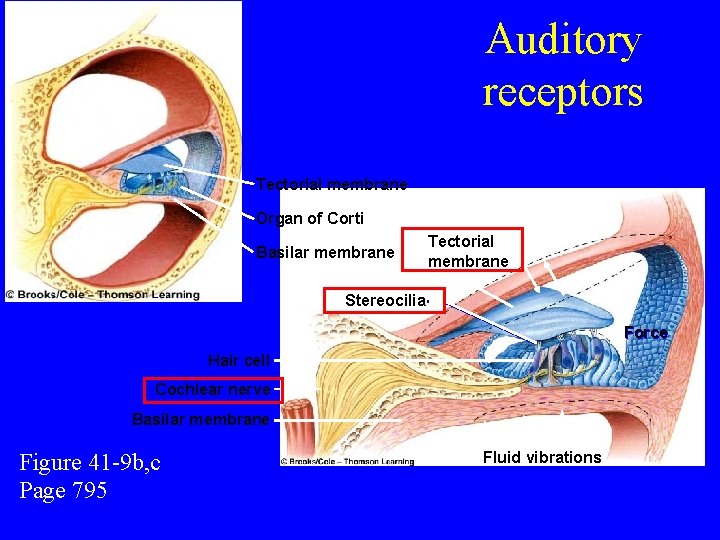 Auditory receptors Tectorial membrane Organ of Corti Basilar membrane Tectorial membrane Stereocilia Force Hair