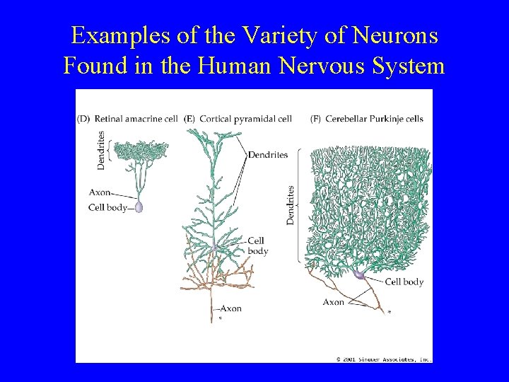 Examples of the Variety of Neurons Found in the Human Nervous System 