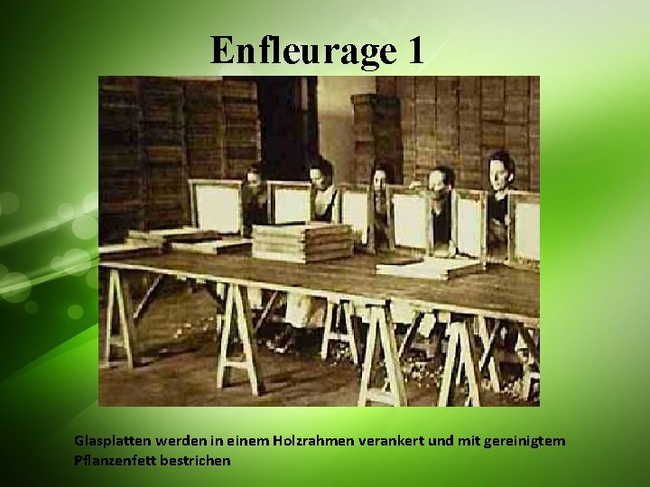 Enfleurage 1 Glasplatten werden in einem Holzrahmen verankert und mit gereinigtem Pflanzenfett bestrichen 