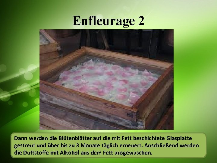 Enfleurage 2 Blütenblätter werden auf eine mit Fett Glasplatte gestreut und über bis Dann