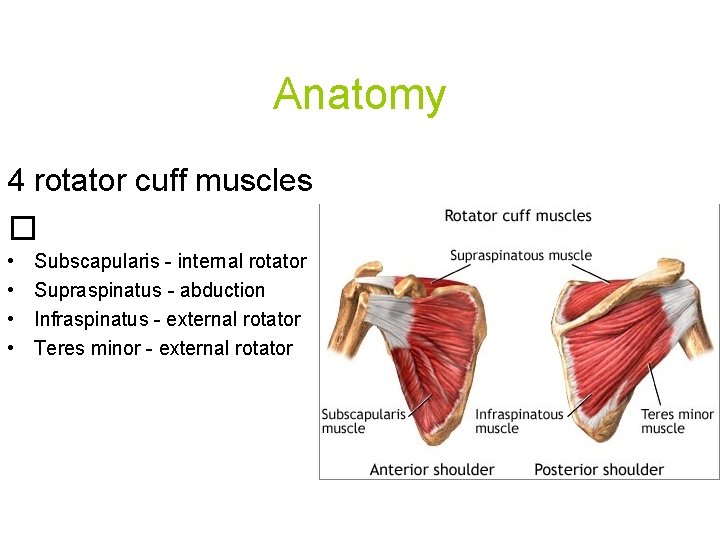 Anatomy 4 rotator cuff muscles � • • Subscapularis - internal rotator Supraspinatus -