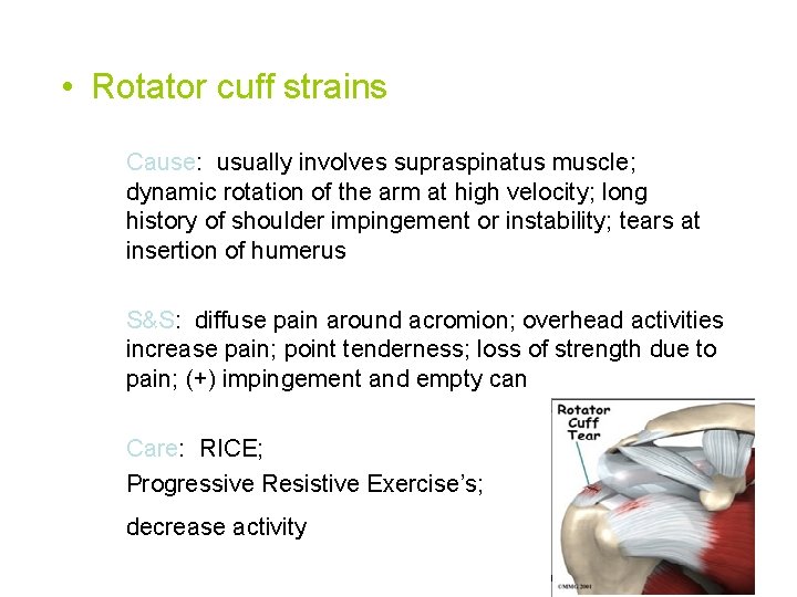  • Rotator cuff strains Cause: usually involves supraspinatus muscle; dynamic rotation of the