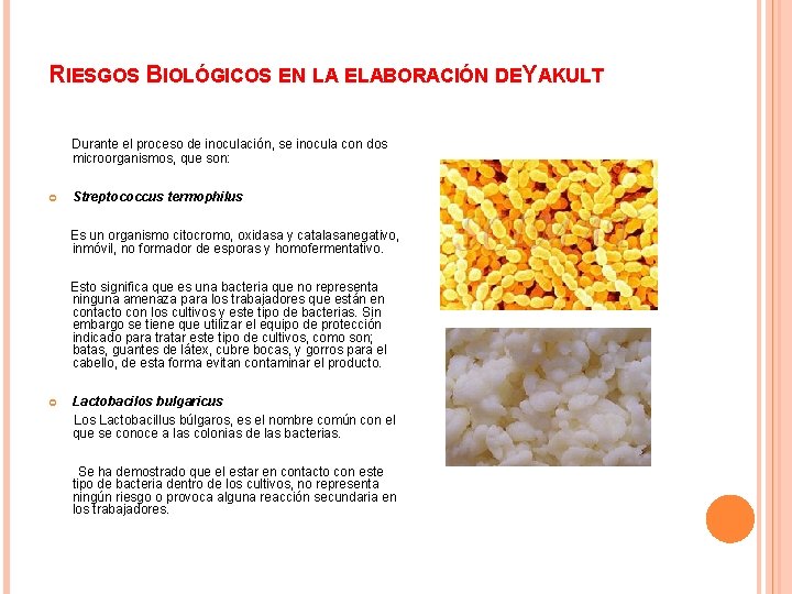 RIESGOS BIOLÓGICOS EN LA ELABORACIÓN DEYAKULT Durante el proceso de inoculación, se inocula con RIESGOS BIOLÓGICOS EN LA ELABORACIÓN DEYAKULT Durante el proceso de inoculación, se inocula con