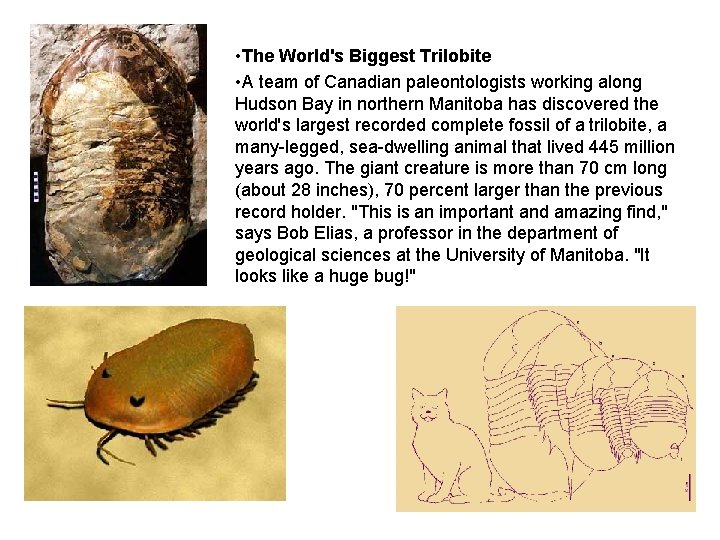  • The World's Biggest Trilobite • A team of Canadian paleontologists working along