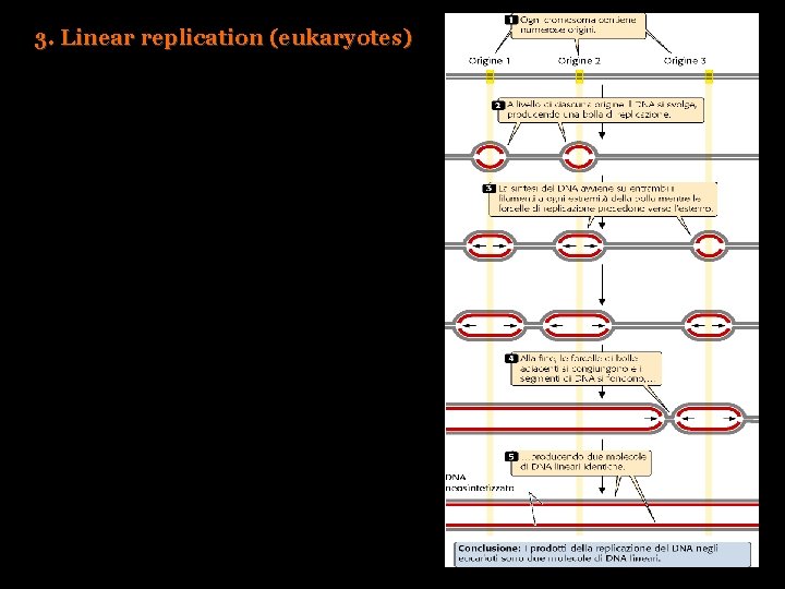 3. Linear replication (eukaryotes) 