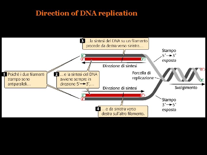 Direction of DNA replication 