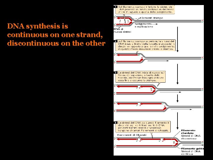 DNA synthesis is continuous on one strand, discontinuous on the other 