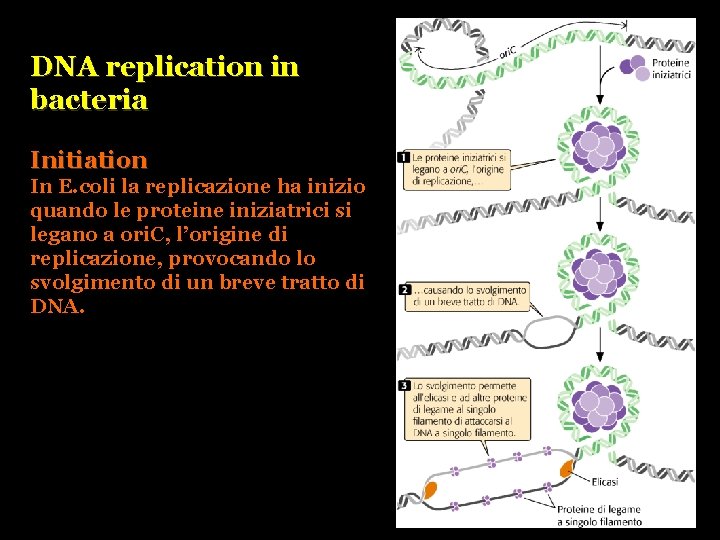 DNA replication in bacteria Initiation In E. coli la replicazione ha inizio quando le