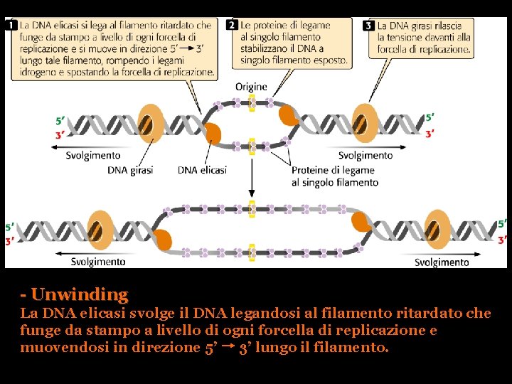 - Unwinding La DNA elicasi svolge il DNA legandosi al filamento ritardato che funge