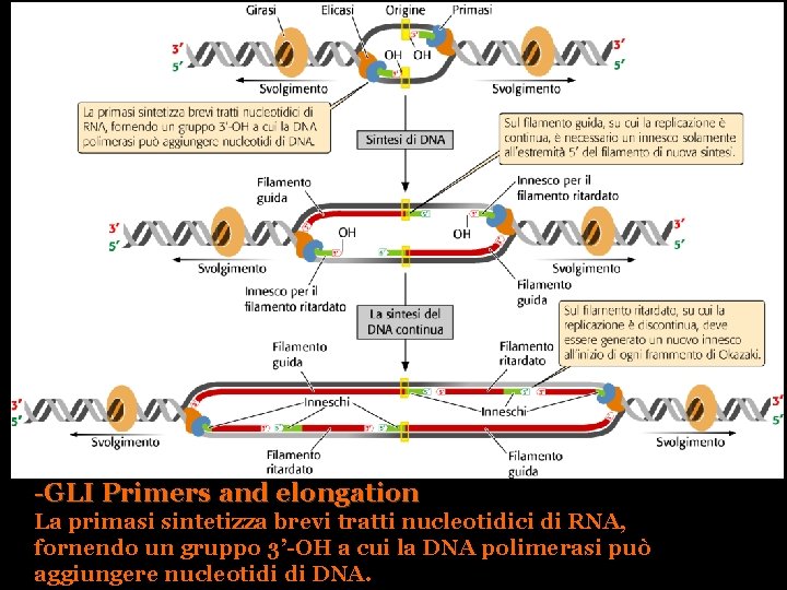 -GLI Primers and elongation La primasi sintetizza brevi tratti nucleotidici di RNA, fornendo un
