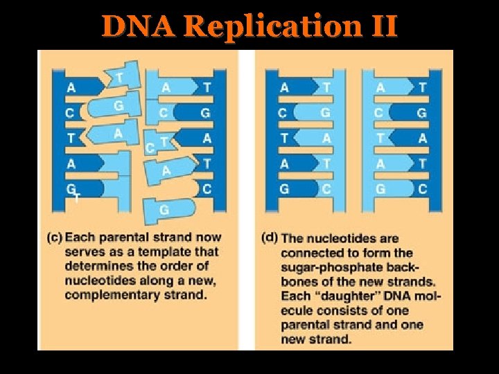 DNA Replication II 